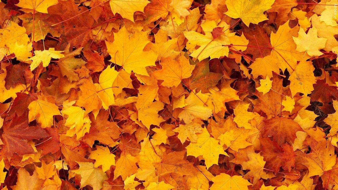 fall leaves
